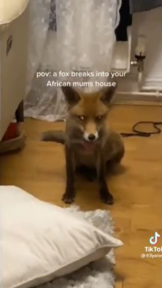 fox