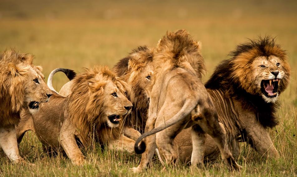 lions