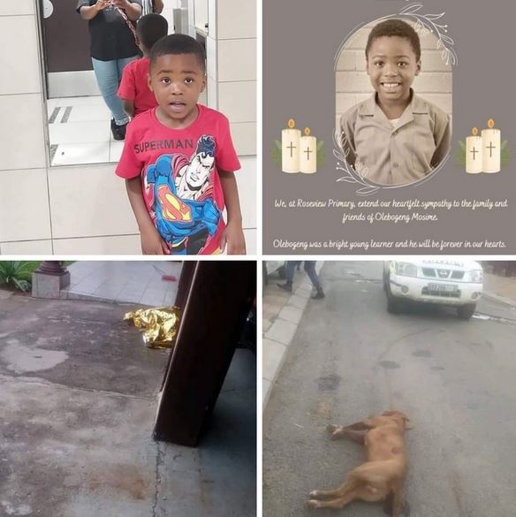 8yearold Boy Mauled To Death By Neighbour's Pit Bull In South Africa