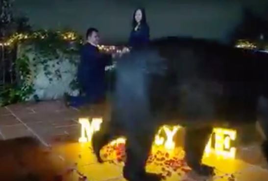 bear