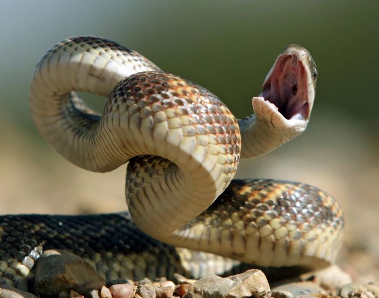 snake