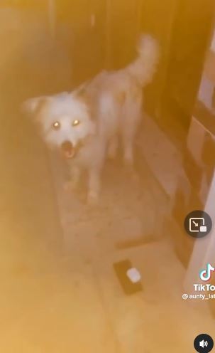 dog