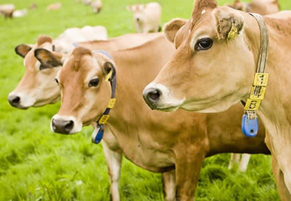 Cows