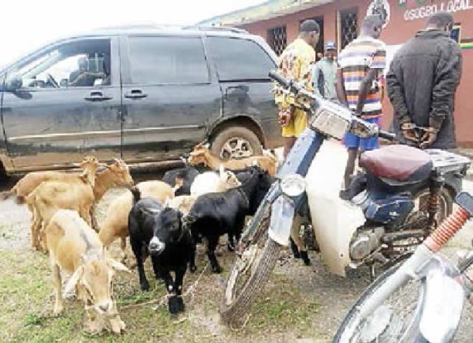 How We Stole 43 Goats During Osun-Lagos Trips – Bus Conductor Confesses
