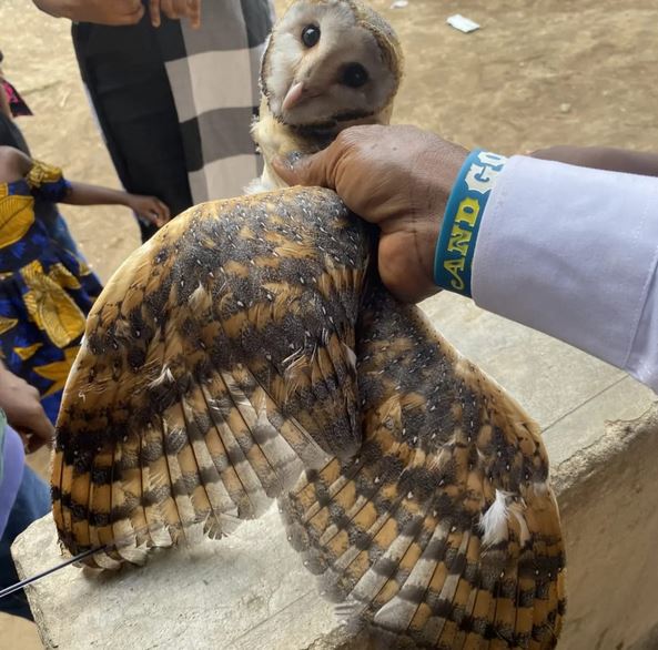 Owl