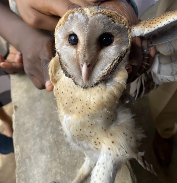 Owl