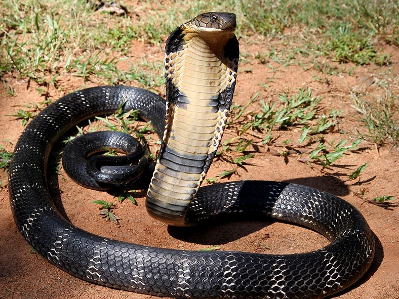 snakes