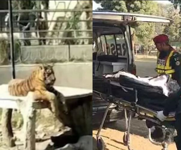 Zoo visitor