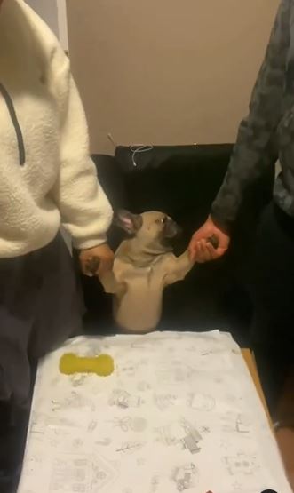 dog