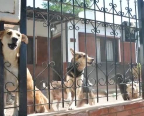 dogs
