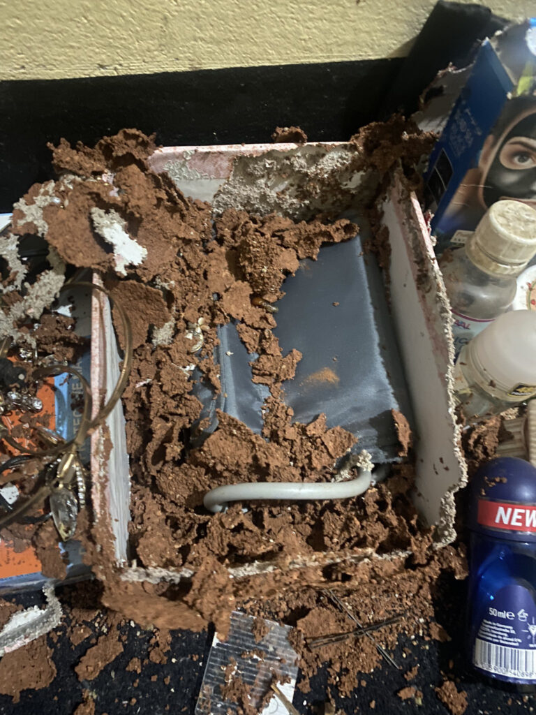 Student Laments Bitterly After Termites Destroyed Her School Room While