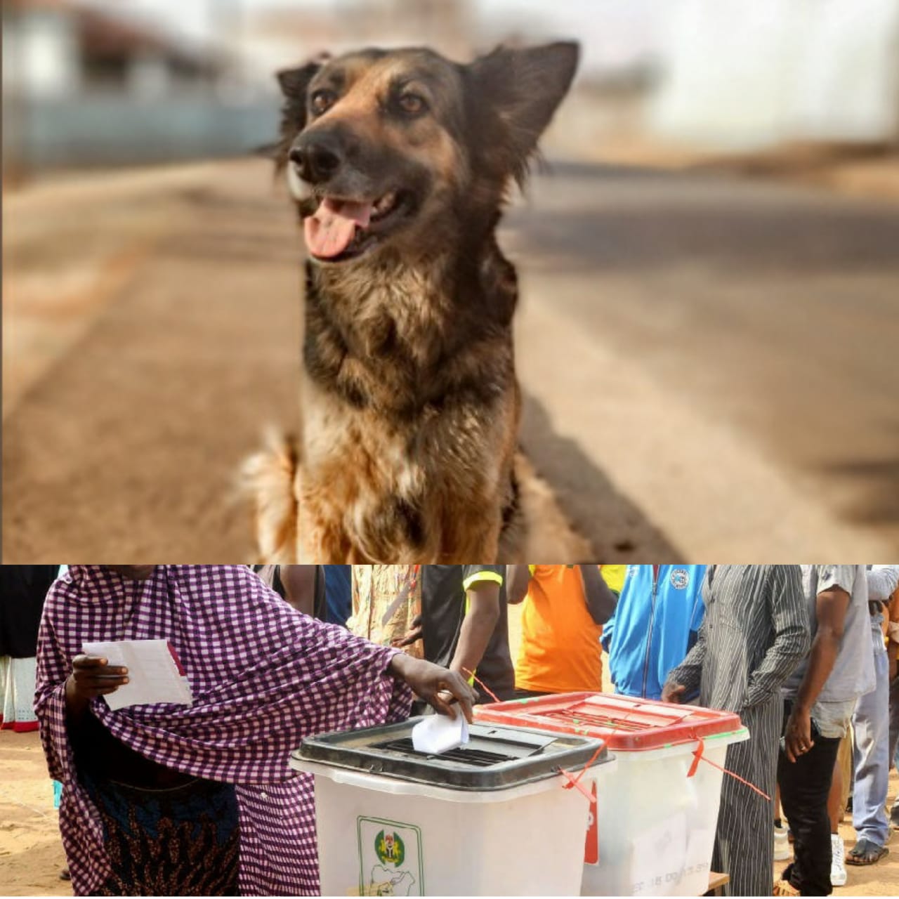 2023 General Elections: Use of Dogs And Other Pets at Polling Units Is Criminal And Condemnable - Police