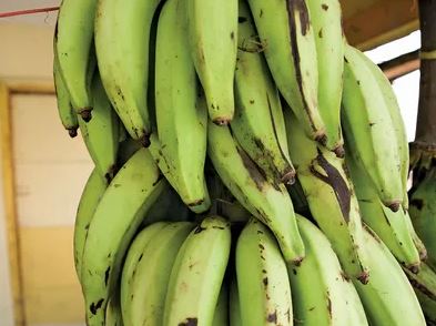 plantain