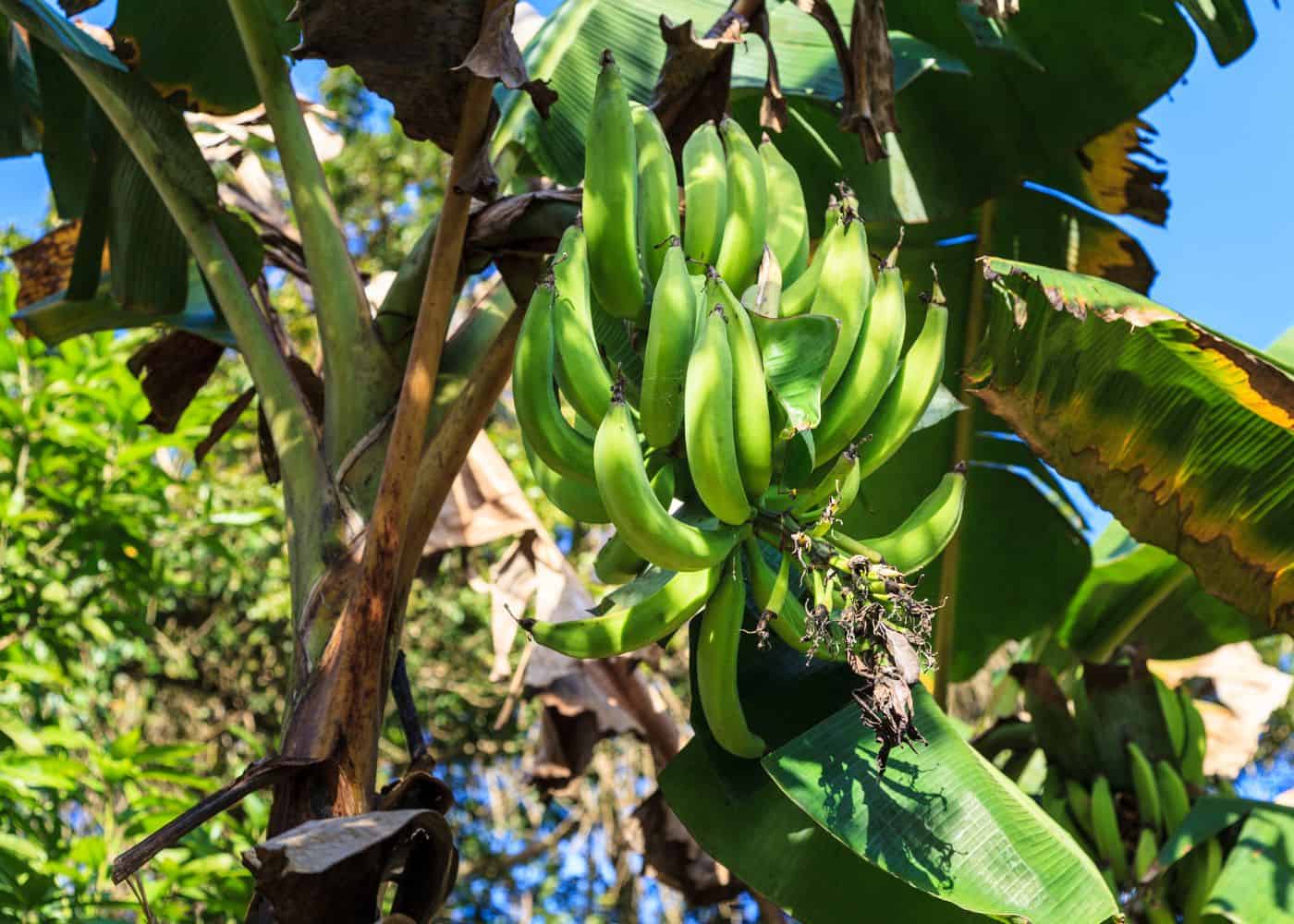 Plantain farm