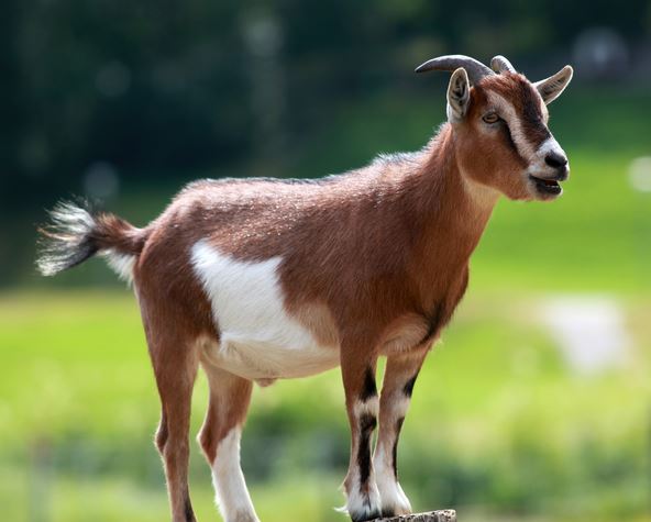 goat