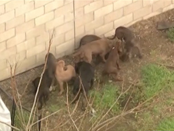 Pitbulls