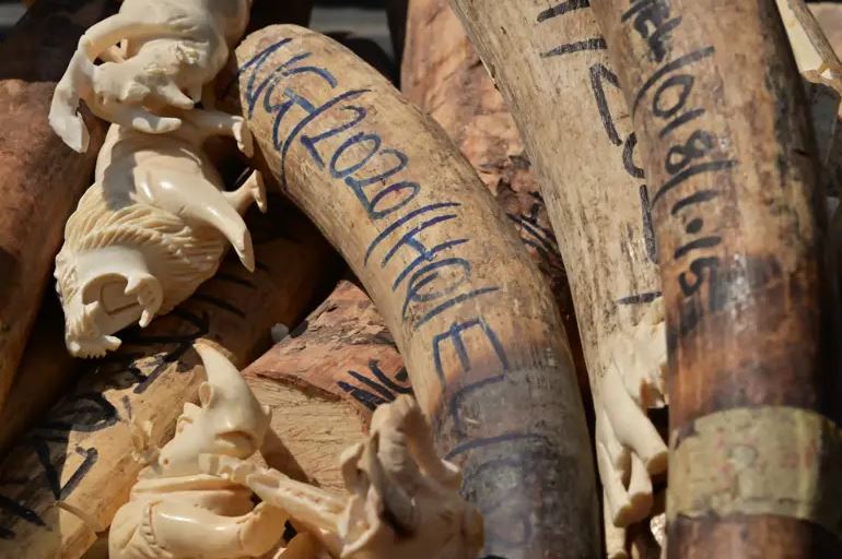FG Warns Against Illegal Wildlife Trafficking As It Destroys 9.9BN