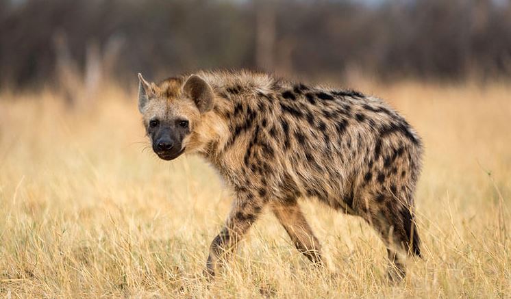 Hyena