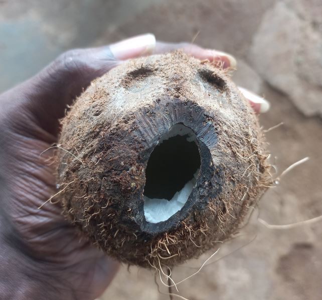 Shock As Rats Manage To Eat Into Hard Shell Of Coconuts Stored By Fruit