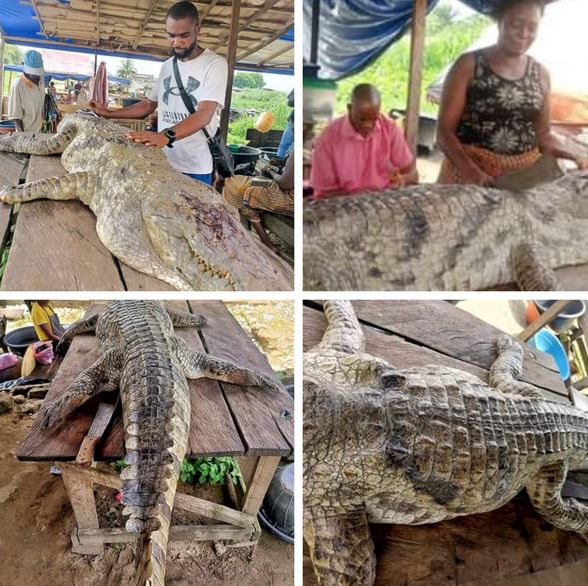 Alligator