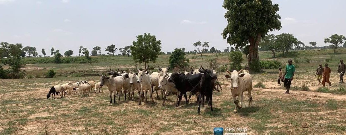 cows