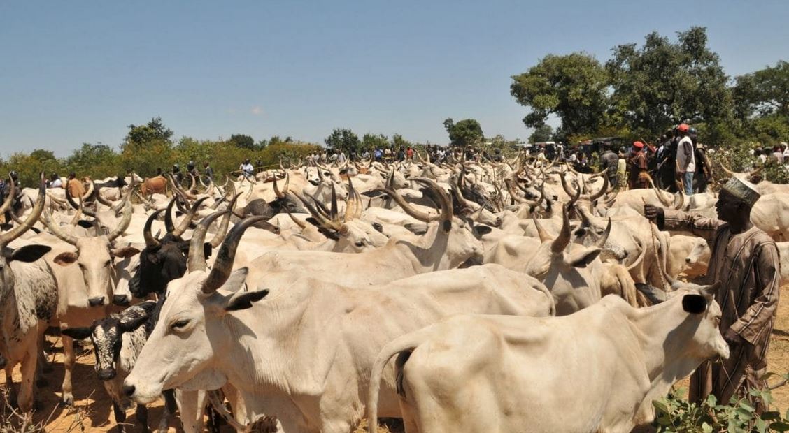 cows