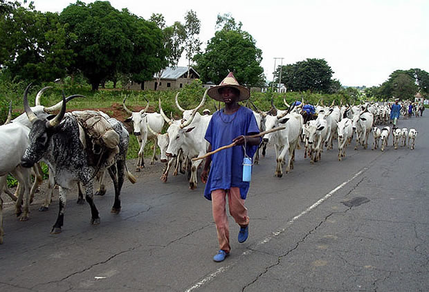 Fulani Ardo