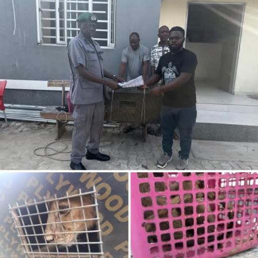 Wildlife Trafficking