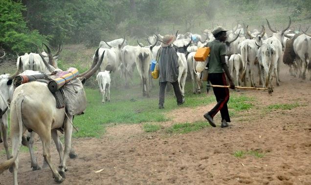 Fulani Elder