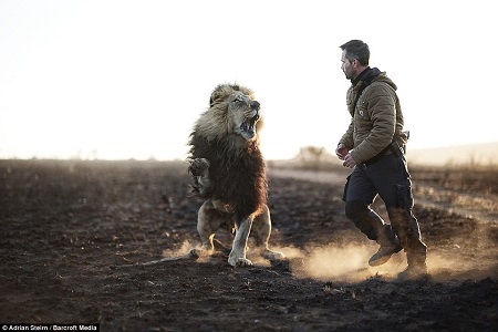 Most Fearless Man on Earth? Incredible Photos Show Special Bond Between a  Man and His Scary Lions