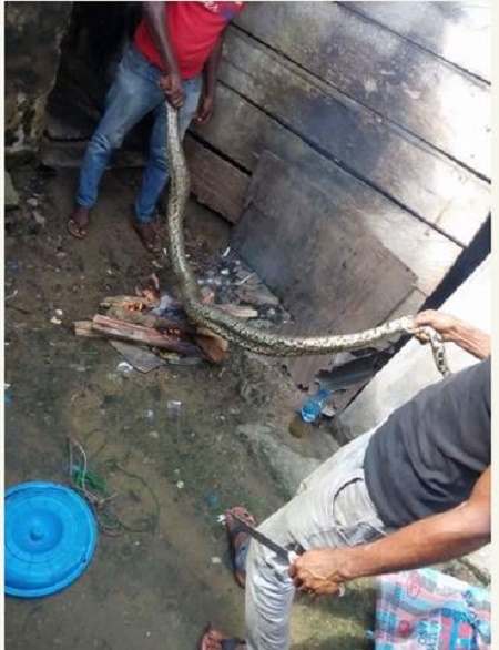 See The Long Python a Man Killed and Roasted it for Food (Photo)