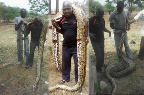 Omg! See the Huge Python Killed in a President's Farm on the Eve of His ...