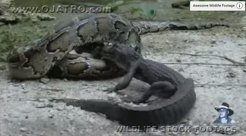 Snake Eats Alligator And Explodes