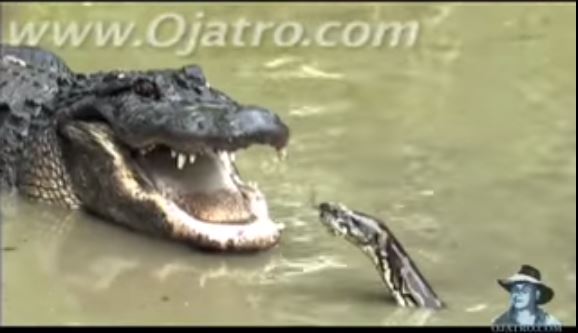 Huge Python and Giant Alligator Engage in Brutal Fight...You Won't ...