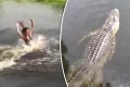Unbelievable: See How a Young Girl Dove on a Huge Crocodile Inside a River (Video)
