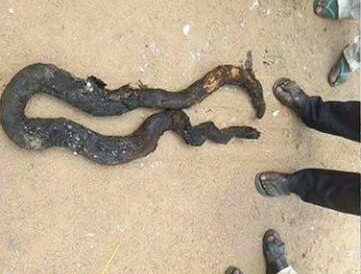 Huge Python Inhabiting the Ceiling of an Office Roasted as Fire Razed ...