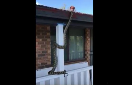Terrifying! Very Long Python Spotted Climbing the Roof of a House ...