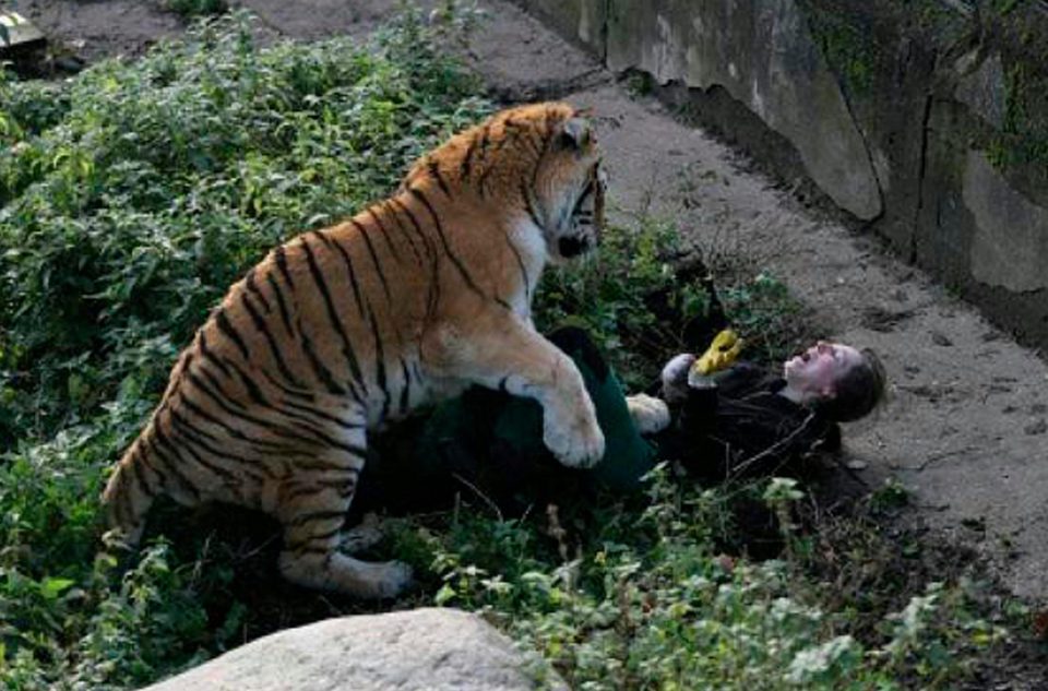 See the Shocking Moment a Siberian Tiger Attacked Zookeeper While She Was  Trying to Feed It