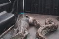 See the Horrifying Moment a 14-ft Giant Python Vomited a Huge Monitor Lizard (Photos) 