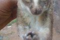 Is This Bush Baby? See the Strange Animal a Man Caught, Slaughtered This Morning for Breakfast (Photos) 