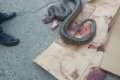 Dangerous Python Snake Killed at Apapa, Lagos (Photos)