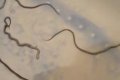 How My Super Hero Mom Single-handedly Killed 4 Snakes in Her Bathroom - Daddy Freeze