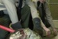Man Eaten By His 7-ft Long Pet Monitor Lizards In Most Gruesome Death (Photos)