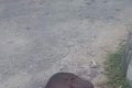 Severed Head Of Unidentified Young Man Found At The Roadside In Delta State (Graphic Photo)