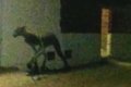 Horror: Strange Beast Described As 