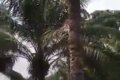 Shocker: Man Falls From Palm Tree In Broad Daylight While Displaying Prowess During Enugu Festival 