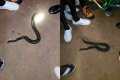 Female Corps Member Cries Out After 4th Snake Was Killed In Their Kogi Camp (Photos)