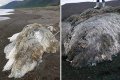 Shock As Mysterious Sea Monster Bigger Than 3 Men Is Found On A Beach (Photos)