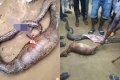 Shock As Big Python Snake Swallows Sallah Goat In Lagos (Photos) 