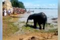 Excited Residents Gather To Watch Elephants Spotted Inside Community In Kebbi (Photos) 